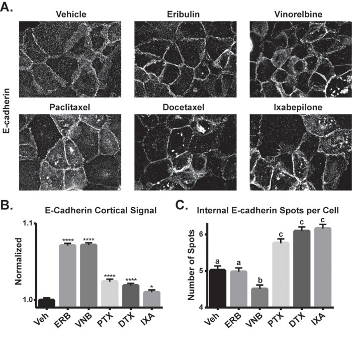 The effects of MTAs on E-cadherin localization.