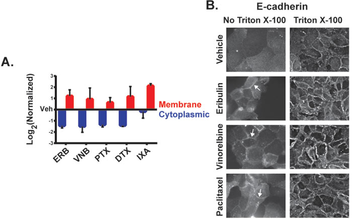 The effect of MTAs on the subcellular distribution of E-cadherin.