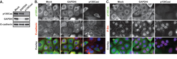 The effects of p130Cas knockdown on E-cadherin and P-Src.