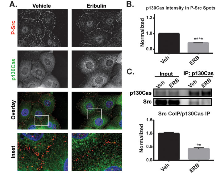 The effects of eribulin on the localization of P-Src and interaction of p130Cas with Src.