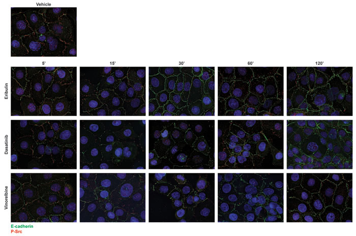 Kinetics of dasatinib and microtubule destabilizers on E-cadherin and P-Src localization.