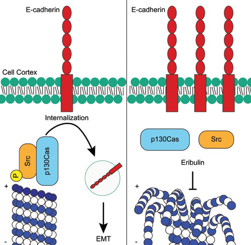Proposed mechanism of how eribulin promotes cortical localization of E-cadherin in HCC1937 cells.