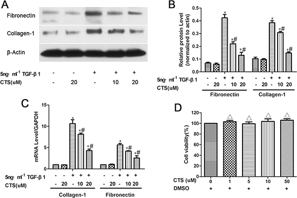 CTS decreases fibronectin and collagen-1 production in TGF-&#x03B2;1-treated NRK52E cells for 24 h.