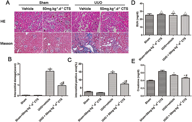 CTS alleviates renal injury and fibrosis in the seven-day UUO mouse model.