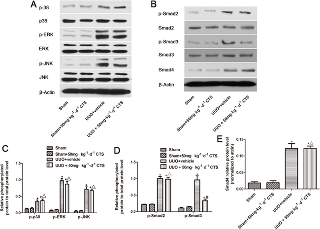 Cryptotanshinone inhibits the activation of Smad3 in the seven-day UUO mouse model.