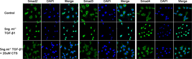 CTS inhibits Smads complex nuclear translocation.