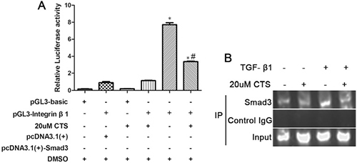 CTS suppressed integrin &#x03B2;1 promoter activity through Smad3.