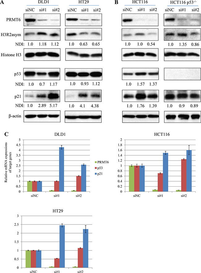 Changes in histone H3R2me2a and tumor suppressors expression in PRMT6-knockdown cells.