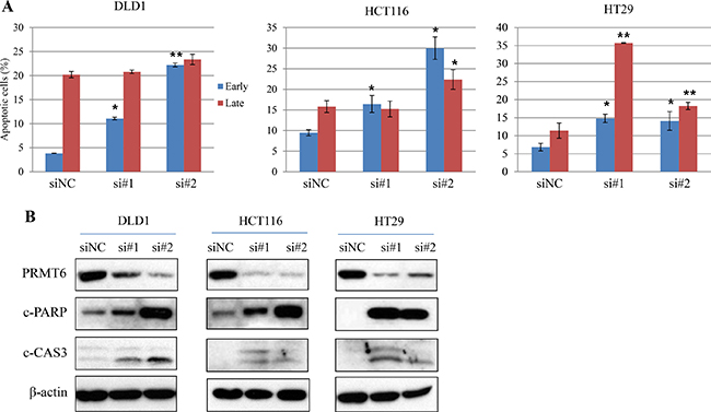 Induction of apoptosis of three CRC cells by PRMT6 knockdown.
