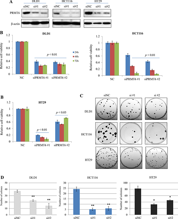 Inhibition of growth and colony-forming ability by downregulation of PRMT6 in CRC cell lines.