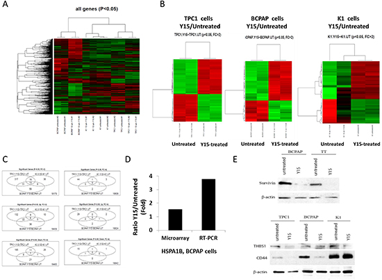 Y15 induced significant gene changes in papillary thyroid cancer cell lines.