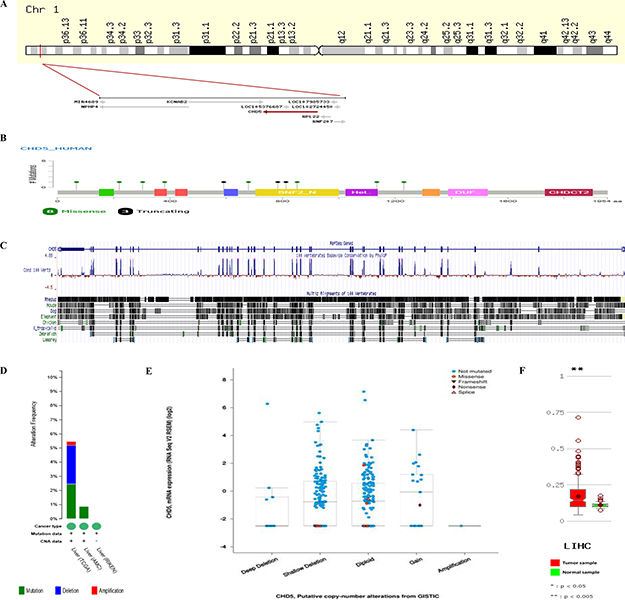 CHD5 structure, mutations and expressions in silico.