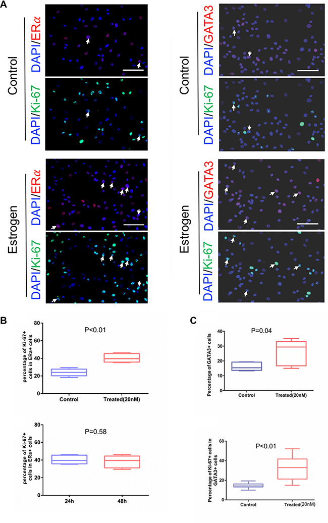 Proliferative response of the primary cultured mammary epithelial cells to estrogen.