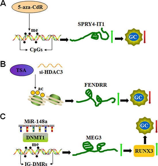 LncRNA expression is epigenetically regulated in GC.