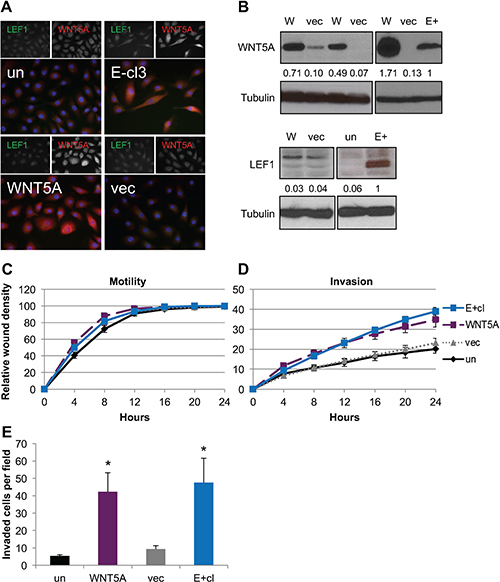 Expression of WNT5A in EBV-negative NOK conferred increased invasion.