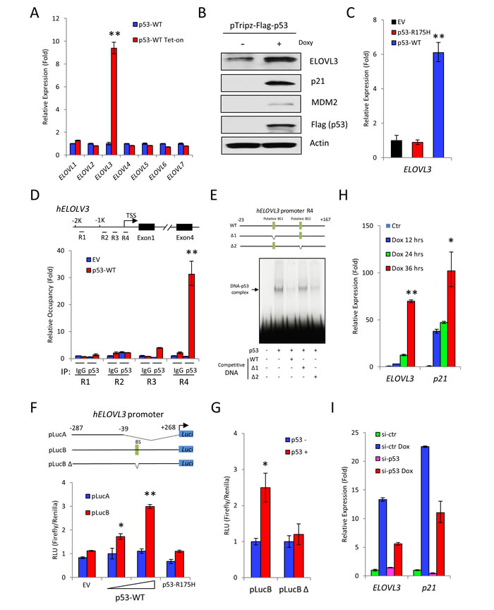 ELOVL3 is a transcriptional target of p53.