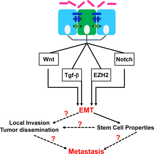 Epithelial-to-mesenchymal transition (EMT) pathways deregulated in cancer and the downstream effects.