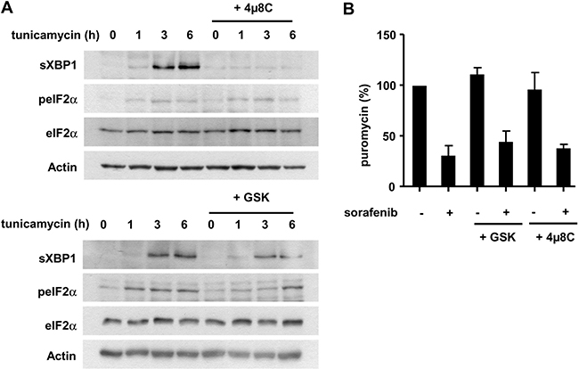 The IRE1&#x03B1; and PERK arms of the UPR are not directly implicated in the inhibition of protein biosynthesis induced by sorafenib.