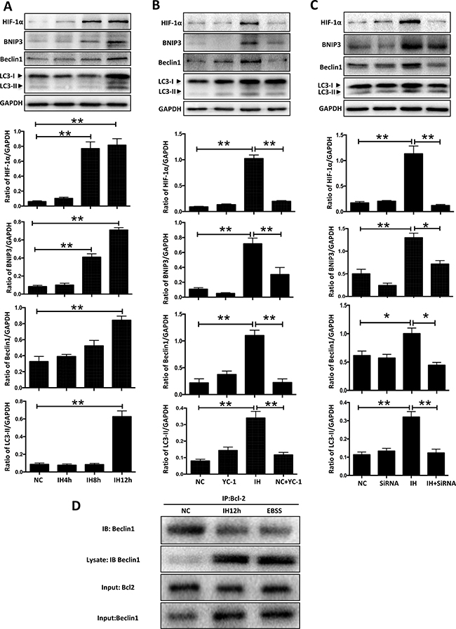 HIF-1&#x03B1;-BNIP3-Beclin1 mediates the autophagy activation induced by intermittent hypoxia.