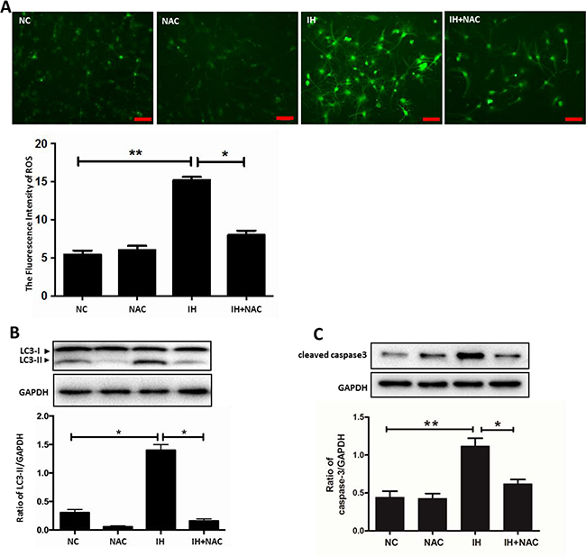 ROS is involved in intermittent hypoxia-induced autophagy activation.
