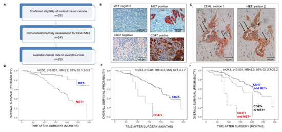 Analysis of MET and CD47 expression in luminal-type breast cancer by tissue microarray analysis.