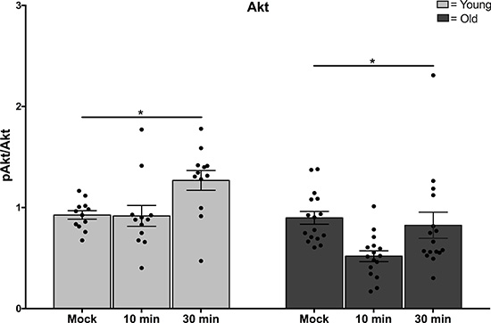 Functional changes in Mer signaling in aging.