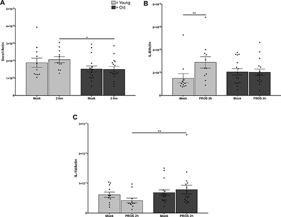 Reduced responses to Mer signaling in monocytes from older adults.