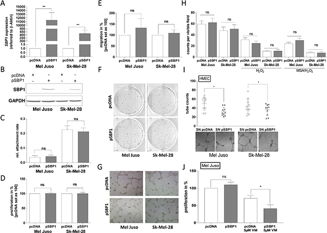 SELENBP1 re-expression in human melanoma cells and cellular mechanisms.