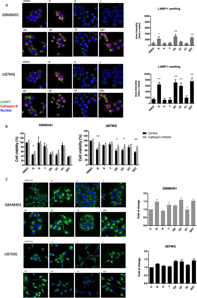 Lysosomal swelling and lipid droplets (LDs) accumulation after CQ (Q), Rapa (R) and TMZ (T) in different combination treatment.