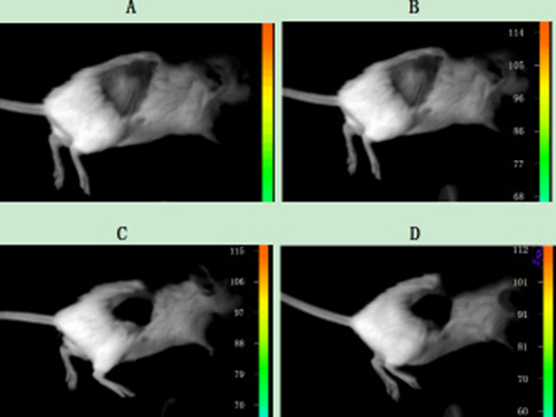 Upconversion imaging of a mouse that was subcutaneously inoculated with SP50B cells after tail vein injection of the UCNP suspension without any antibody.