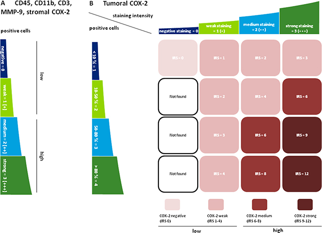 Semiquantitative scoring of CD45 / CD11b / CD3 / MMP-9 and COX-2.