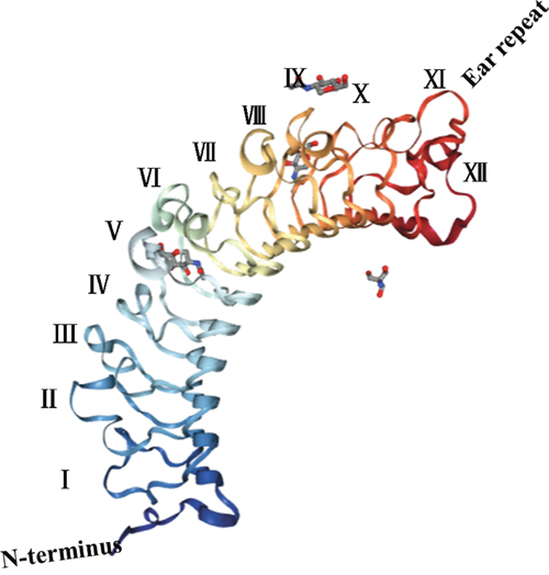 Structure of DCN: Mammalian DCN, is made up of a protein core and a covalently glycosaminoglycan (GAG) chain attached to a serine residue near the N terminus consisting of either chondroitin or dermatan sulfate, leucine-rich repeats (LRRs) altogether 12 LRRs, create a curved solenoid fold, flanked by two cysteine-rich regions, the LRR XI known as the &#x201C;ear&#x201D; repeat, its shape looked like a horseshoe or a banana, comprising a convex &#x03B1;-helices and a concave &#x03B2;-sheets formed by leucine-rich repeats.