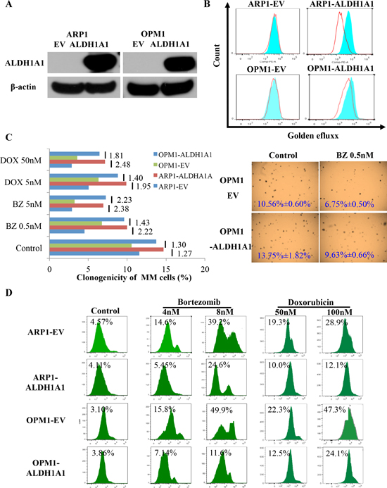 Enforced expression of ALDH1A1 in myeloma cells leads to myeloma drug resistance in vitro.