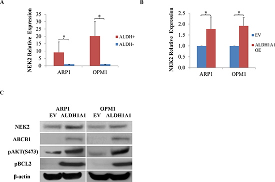 Enforced expression of ALDH1A1 in myeloma cells leads to up-regulation of genes implicated in myeloma drug resistance.