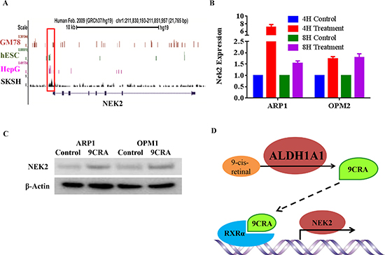 ALDH1A1-dependent regulation of NEK2 expression via retinoic acid signaling.