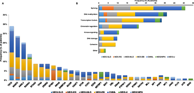 Mutational landscape of the studied MDS cohort.