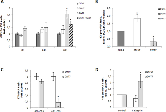 Correlation between calpain-2 expression and ribosomal biogenesis in response to serum-deprivation in CRC cell lines.