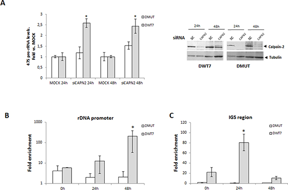 Isoform-specific function of calpain-2 in rRNA synthesis after serum deprivation.