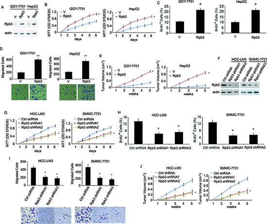 Rpb3 promotes HCC cell proliferation, migration and in vivo tumor growth.