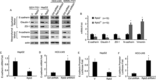 Rpb3 induces HCC cells EMT, inhibits E-cadherin transcription.
