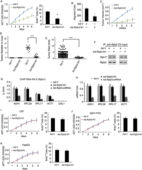 N-terminus of Rpb3 selectively inhibits Rpb3-high-expression HCC cells proliferation, migration and tumorigenesis.