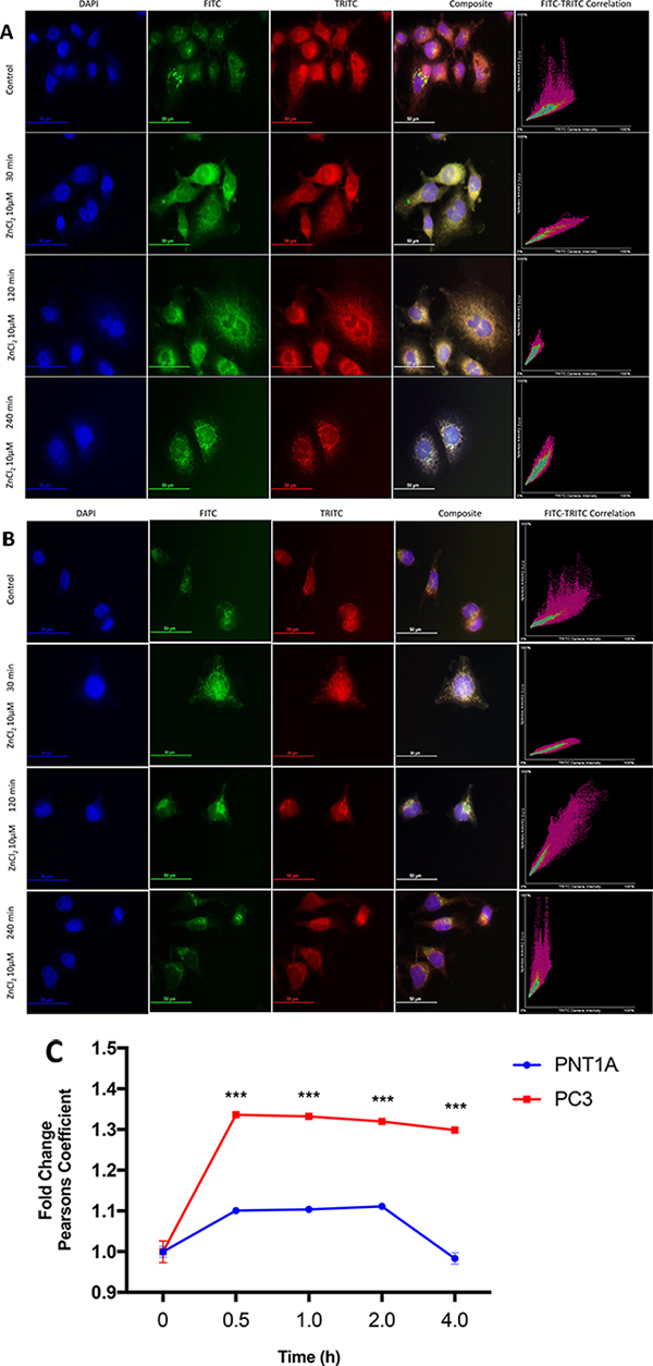 Co-localisation of Zn2+ to mitochondria in prostate cells.
