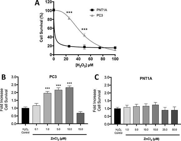 Zn2+ mediated protection against oxidative stress injury in PC3 cells.
