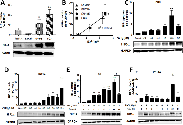 Zn2+ induces HIF1&#x03B1; protein expression in PC3 cells in a time- and dose-dependent manner.