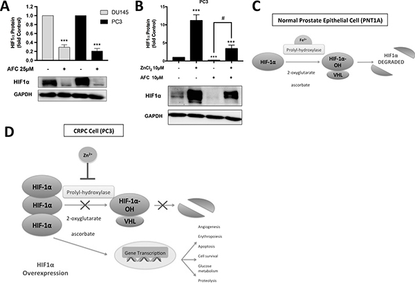 Zn2+ ions competitively inhibit HIF1&#x03B1; degradation by displacing Fe2+ ions.