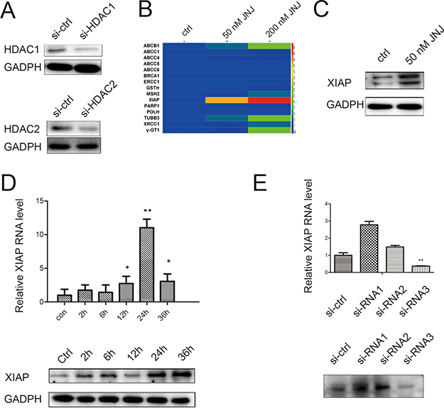 JNJ induces XIAP expression in MCF7/ARD cells.