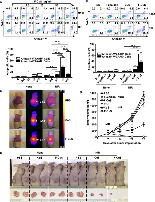 F-CuS-mediated chemo&#x2013;photothermal therapy against multi-drug-resistant K562 cells.