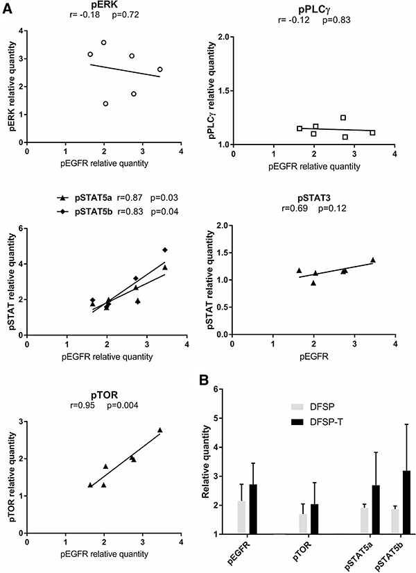 EGFR phosphorylation and downstream pathway activation in DFSP.