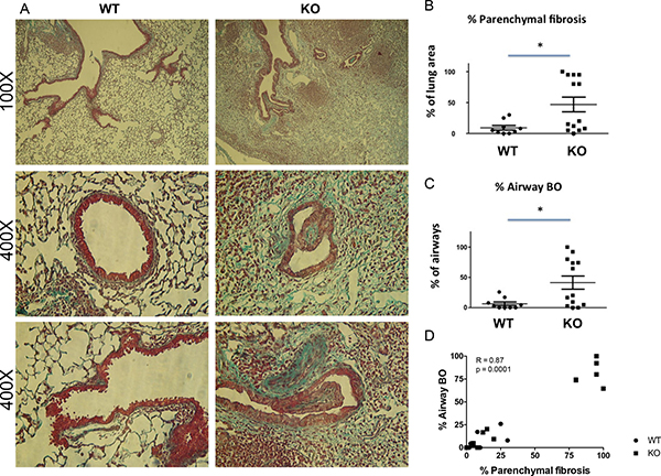 Increased parenchymal fibrosis and bronchiolitis obliterans (BO) in the lung grafts of KO mice.