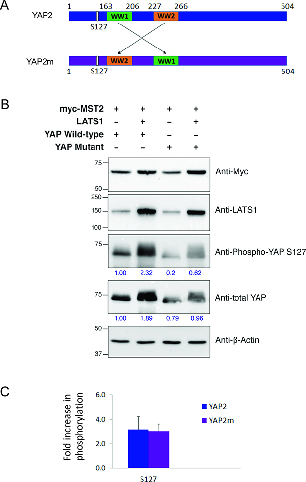 Effect of WW domain swapping in YAP2 on its phosphorylation by LATS1.